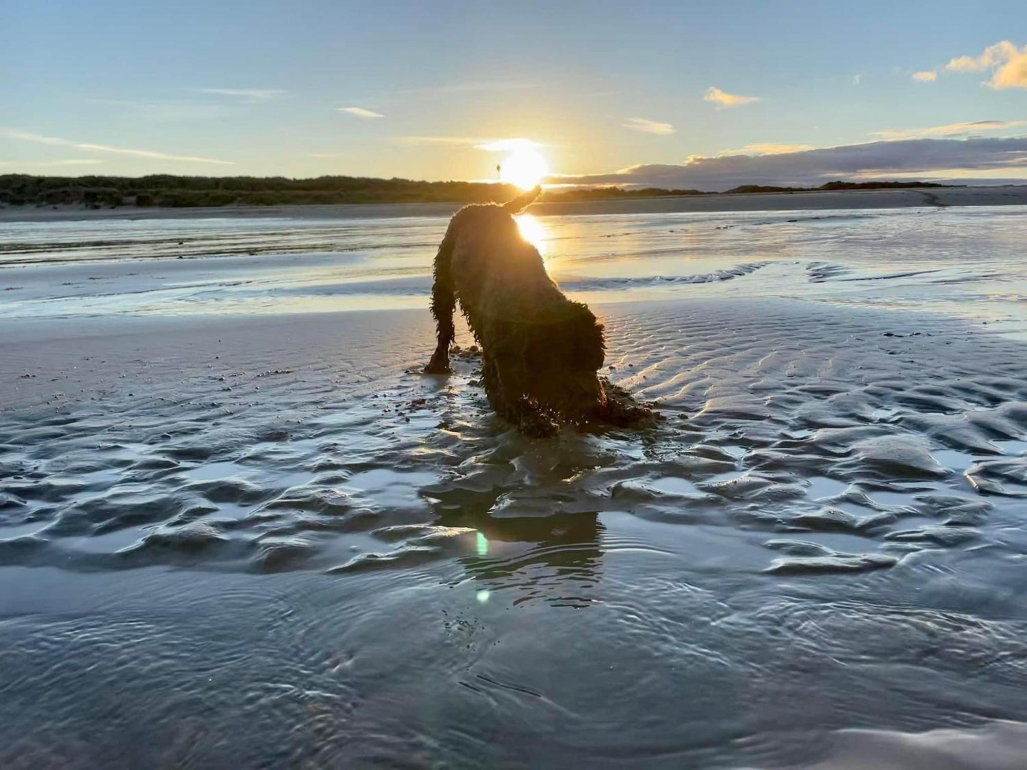 Beachcomber, Sunbeach, Scratby - Two Bed Chalet, Sleeps 4, Free Wi-Fi, Free Club Passes, Free Swimming And Pet Friendly Exteriör bild